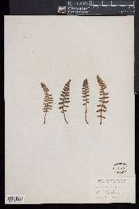 Woodsia ilvensis image