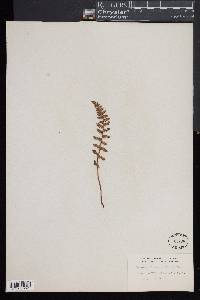 Woodsia ilvensis image