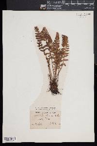 Woodsia ilvensis image