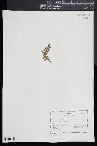 Woodsia ilvensis image