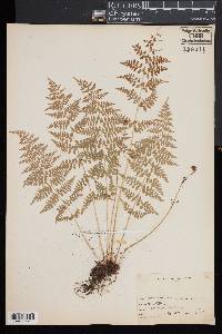 Woodsia mexicana image