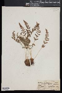 Woodsia oregana image