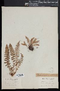 Woodsia scopulina image