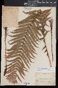Matteuccia struthiopteris image