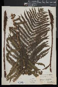 Matteuccia struthiopteris image