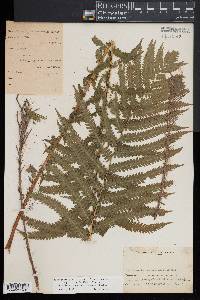 Matteuccia struthiopteris image