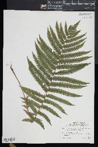 Matteuccia struthiopteris image