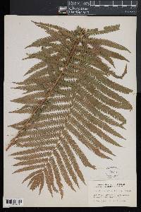Matteuccia struthiopteris image
