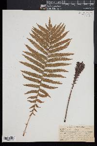Matteuccia struthiopteris image