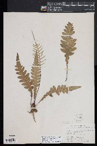 Austroblechnum divergens image