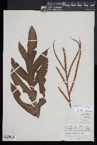 Austroblechnum patersonii subsp. patersonii image