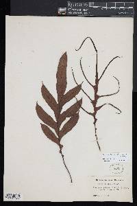 Austroblechnum patersonii subsp. patersonii image