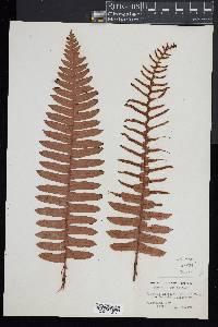 Blechnum discolor image