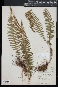 Blechnum polypodioides image