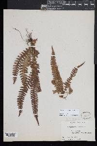 Blechnum polypodioides image