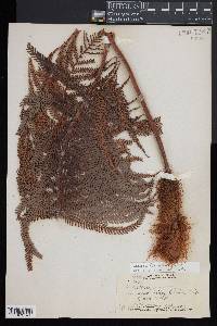 Sadleria cyatheoides image
