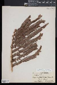 Sadleria cyatheoides image