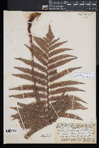 Sadleria pallida image