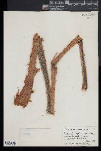 Sadleria souleyetiana image
