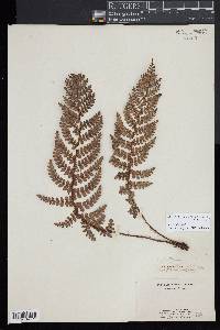 Sadleria squarrosa image
