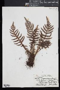 Sadleria squarrosa image