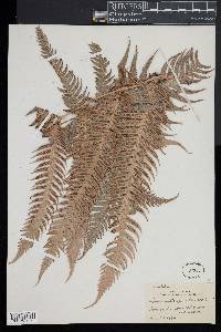 Woodwardia spinulosa image