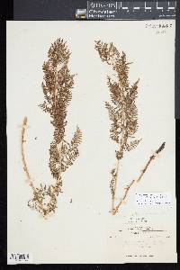 Athyrium americanum image