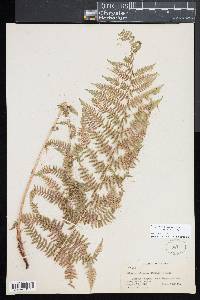 Athyrium distentifolium image