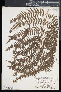 Athyrium macraei image