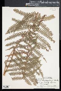 Athyrium macraei image