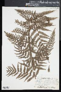 Athyrium macraei image