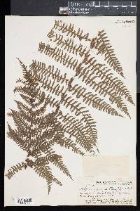 Athyrium macraei image