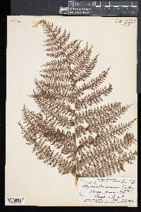 Athyrium microphyllum image