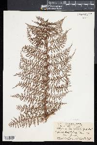 Athyrium microphyllum image