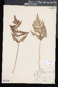 Athyrium tozanense image
