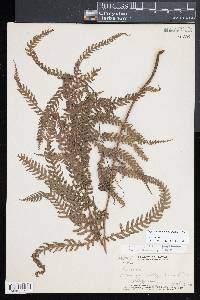 Deparia prolifera image