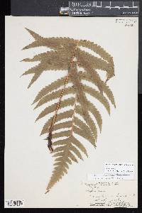Deparia prolifera image