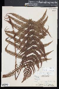 Deparia prolifera image