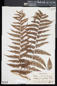 Diplazium arnottii image