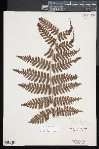 Diplazium arnottii image