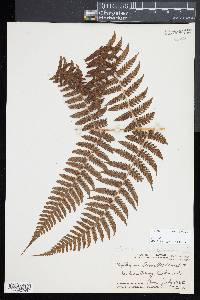 Diplazium arnottii image