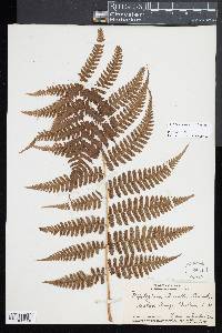 Diplazium arnottii image