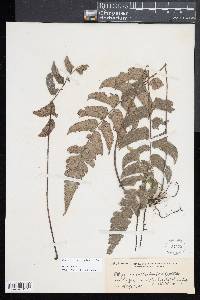 Diplazium cultratum image