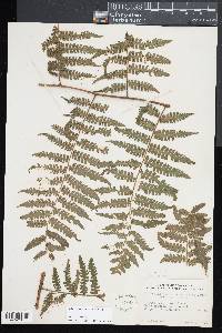 Diplazium hians image