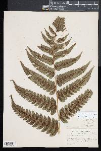 Diplazium pectinatum image
