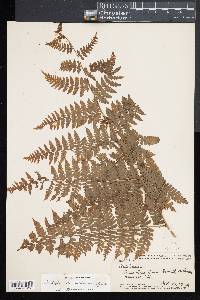 Diplazium sandwichianum image