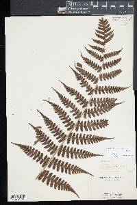 Diplazium sandwichianum image