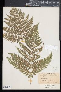 Diplazium sibiricum image