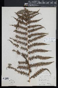 Amauropelta germaniana image