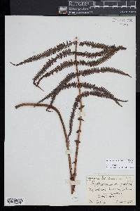 Amauropelta globulifera image